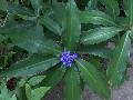 Blue Ginger / Dichorisandra thyrsiflora 